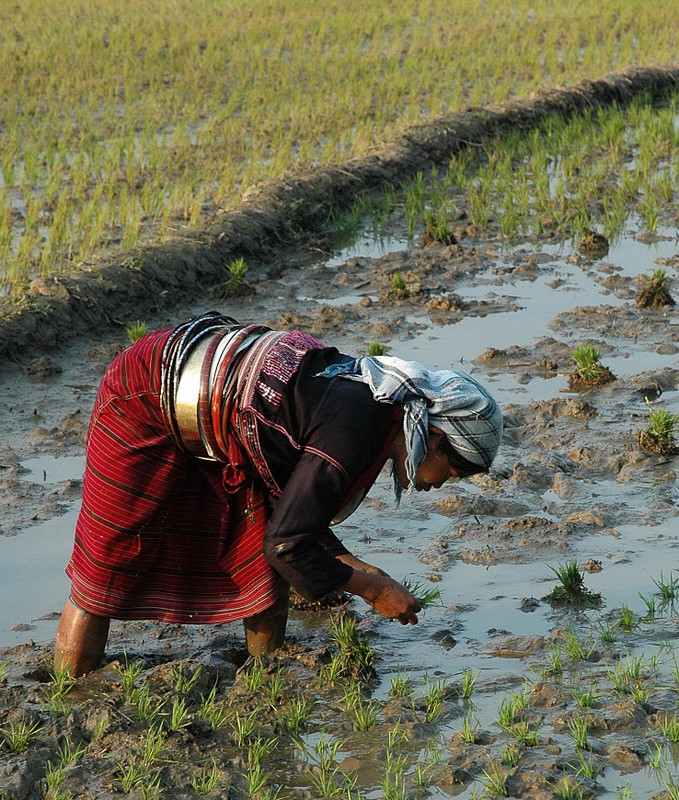 Palaung Palaung